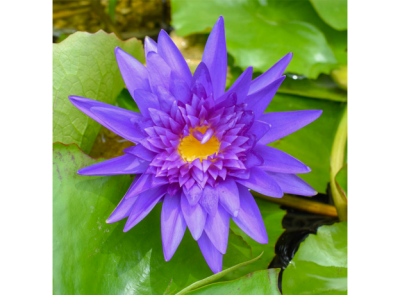 Нимфея Eagle Blue- голубая, средний сорт